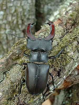 Hirschkäfer (Lucanus cervus), ♂