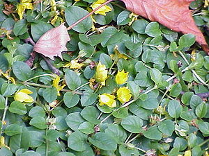 Pfennigkraut (Lysimachia nummularia)