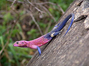 Siedleragame (Agama agama)