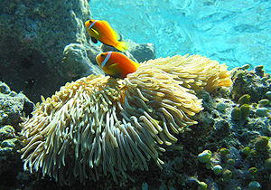 Malediven-Anemonenfisch (Amphiprion nigripes)