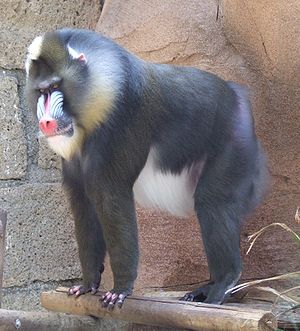 Mandrill (Mandrillus sphinx)