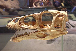 Schädel von Masiakasaurus knopfleri, ausgestellt im Field Museum of Natural History in Chicago