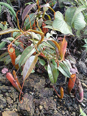 Nepenthes maxima