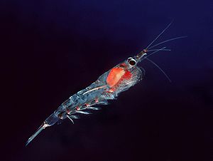 Nordischer Krill (Meganyctiphanes norvegica)