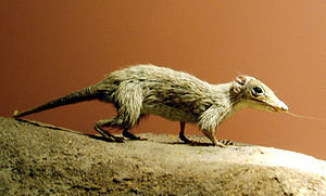 Model von Megazostrodon im Natural History Museum in London.