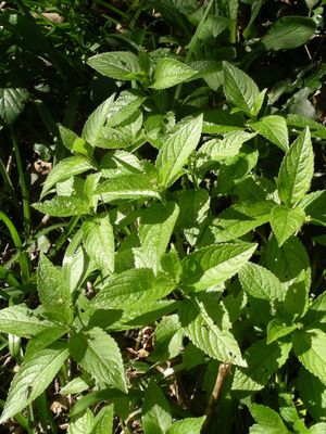 Wald-Bingelkraut (Mercurialis perennis)