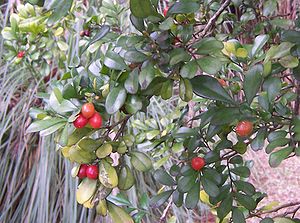 Orangenraute (Murraya paniculata): Blätter und Früchte.
