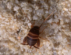 Ameisengrille (Myrmecophilus acervorum), ♀