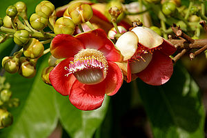 Kanonenkugelbaum (Couroupita guianensis), Blüten