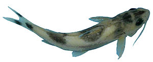 Nangra ichthya