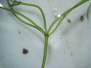 Stern-Armleuchteralge (Nitellopsis obtusa)