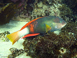 Rotband-Lippfisch (Notolabrus gymnogenis), Männchen, an der Küste von New South Wales