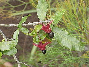 Sägeblättrige Nagelbeere (Ochna serrulata)