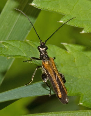 Gemeiner Scheinbockkäfer ♂ (Oedemera femorata)