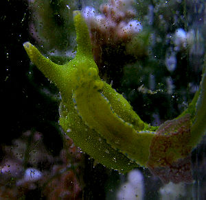 Oxynoe olivacea in einem Meerwasseraquarium