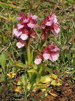 Orchis papilionacea Rhodos 12.jpg