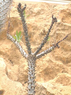 Pachypodium rutenbergianum.JPG