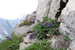 Blaues Mänderle (Paederota bonarota), Karnische Alpen