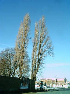 Pyramidenpappeln (Populus nigra ‚Italica‘) im Winter