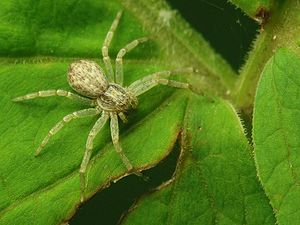 Spinne der Gattung Philodromus in der Familie der Laufspinnen (Philodromidae)