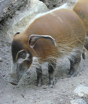 Pinselohrschwein im Tierpark Hagenbeck