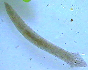 Der gefleckte oder getigerte Strudelwurm (Dugesia tigrina)