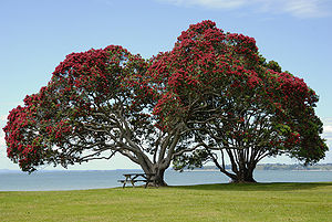 Metrosideros excelsa