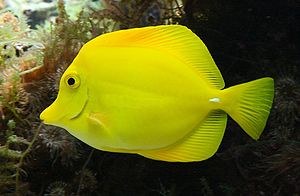 Poissonchirurgienjaune (cropped).jpg