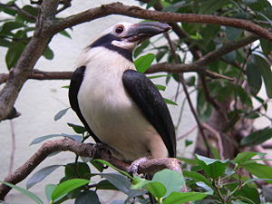 Männlicher Tariktik-Hornvogel