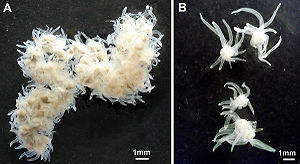 Polypodium hydriforme, links: Stolon, rechts: frei lebendes Stadium mit Tentakeln