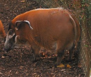 Pinselohrschwein (Potamochoerus porcus)