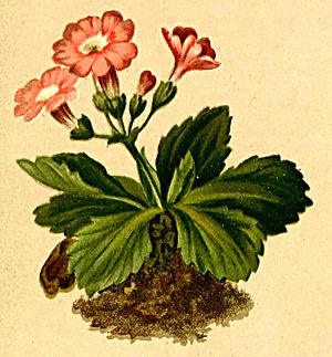 Primula daonensis Atlas Alpenflora.jpg