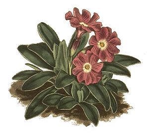 Ganzblättrige Primel (Primula integrifolia), Illustration.