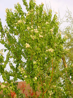Prunus Maackii A.jpg