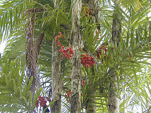 Pfirsichpalme (Bactris gasipaes)