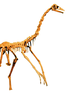 Skelettmontur eines Ornithomimus