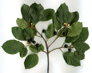 Faulbaum (Rhamnus frangula)