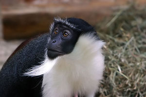 Roloway-Meerkatze (Cercopithecus roloway)