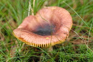 Scharfer Glanz-Täubling (Russula firmula)