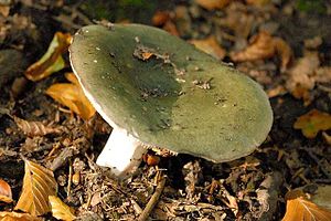 Der Grünlicher Speise-Täubling (Russula heterophylla)