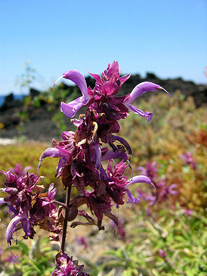 Kanaren-Salbei (Salvia canariensis)