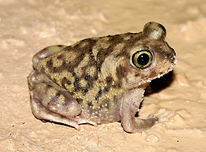 Südlicher Schaufelfuß (Scaphiopus couchii), Jungtier