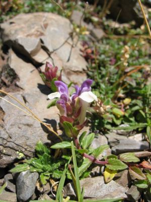 Alpen-Helmkraut (Scutellaria alpina)