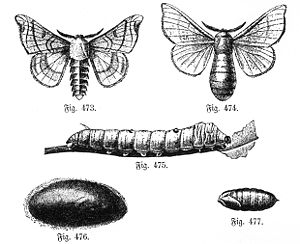 Seidenspinner (Bombyx mori): Männchen, Weibchen, Raupe, Kokon, Puppe