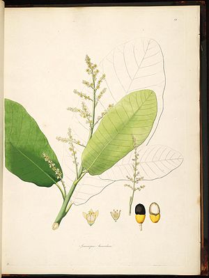 Markfruchtbaum (Semecarpus anacardium), Illustration.