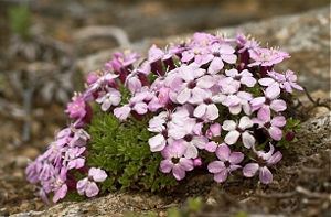 Stengelloses Leimkraut (Silene acaulis)