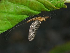 Imago von Siphlonurus lacustris