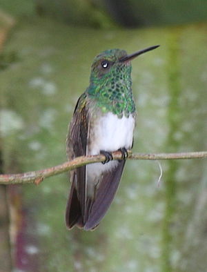 Snowy-breasted Hummingbird.jpg