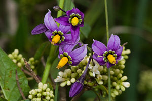 Bittersüßer Nachtschatten (Solanum dulcamara), Blüte