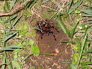 Megaphobema mesomelas in freier Wildbahn (Monteverde)